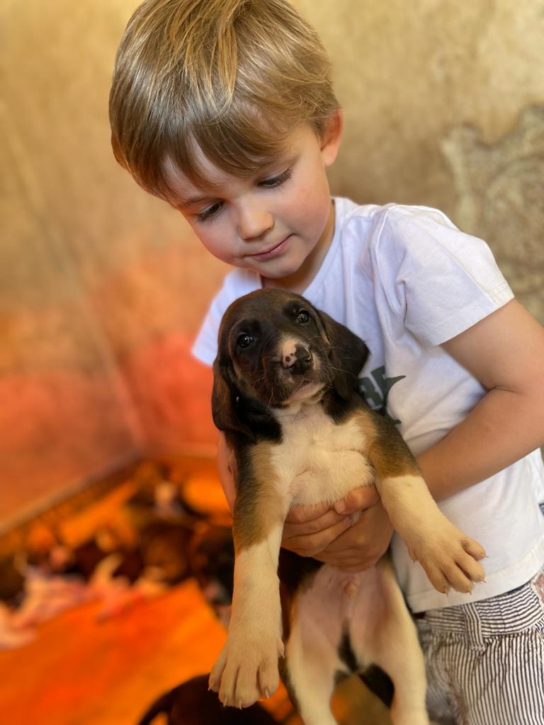 Family workshops about puppies - every Wednesday in June, July and Sept.