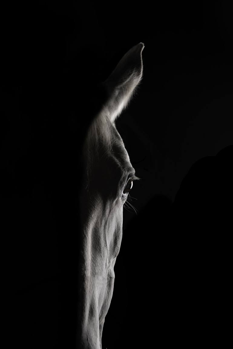 Photo exhibition - Horse, between light and shadow - Bérénice Coulier